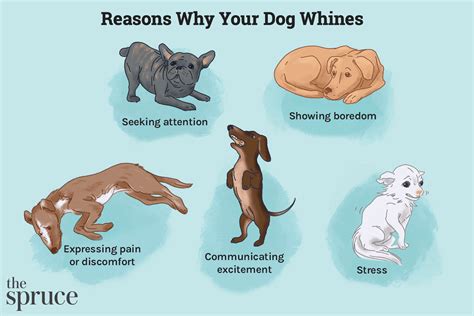 However, when an older dog begins to whine, or has been whining for many years, we may not be so patientor at least that is what Ive observed. . 17 year old dog constantly whines